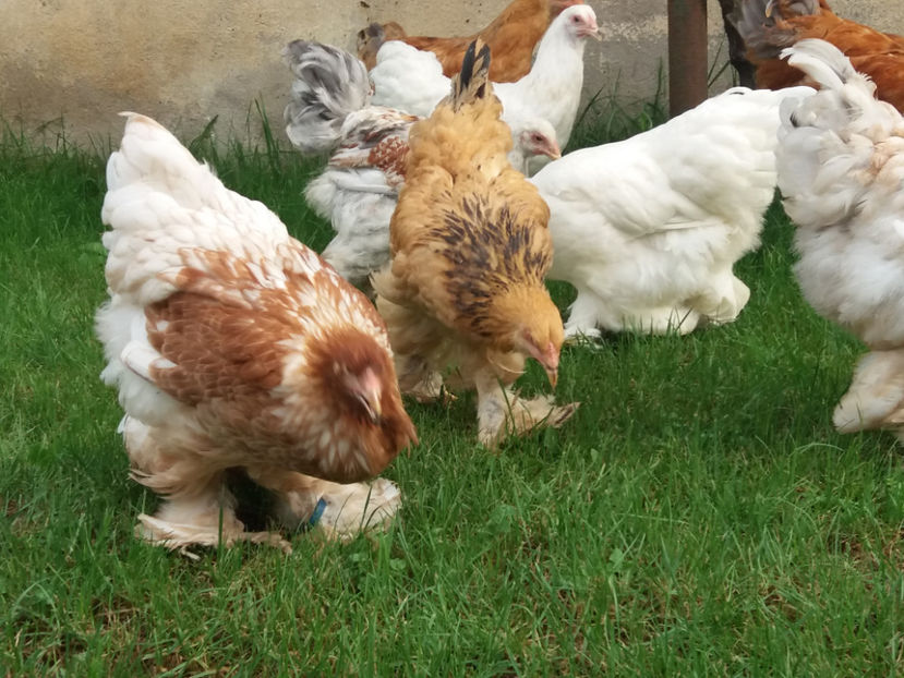 22.07.2018 061 - Pui brahma seria 01 2018