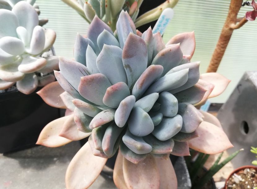 Graptoveria - Graptoveria