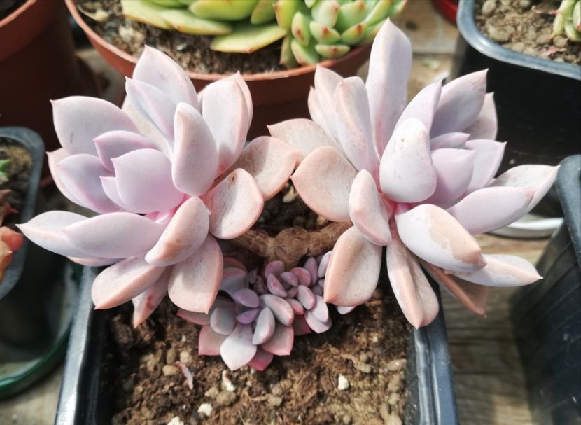 Graptoveria Debby - Graptoveria