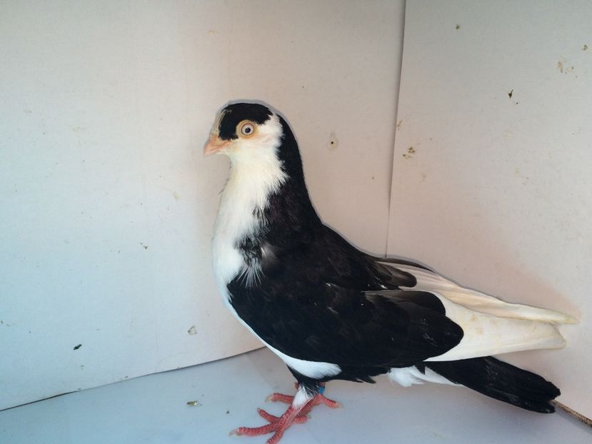 7052  mascul  2018_1 - tineret 2018