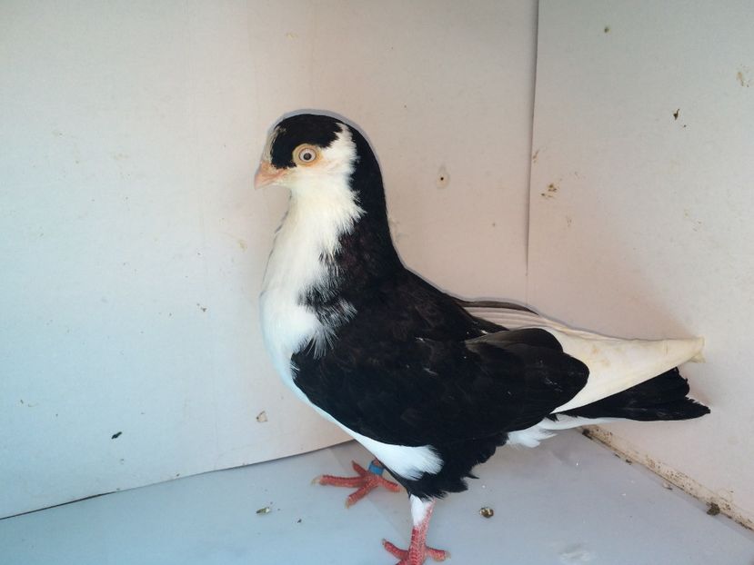 7052  mascul  2018_3 - tineret 2018