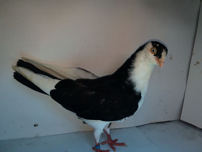 7052  mascul  2018_2 - tineret 2018