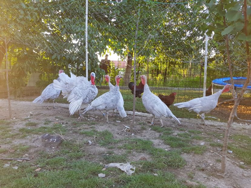 20180722_201720(0) - Curcile mele de colecție Blue Slate Turkey