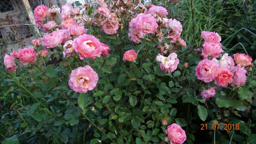 Michelle B - o altfel de vara