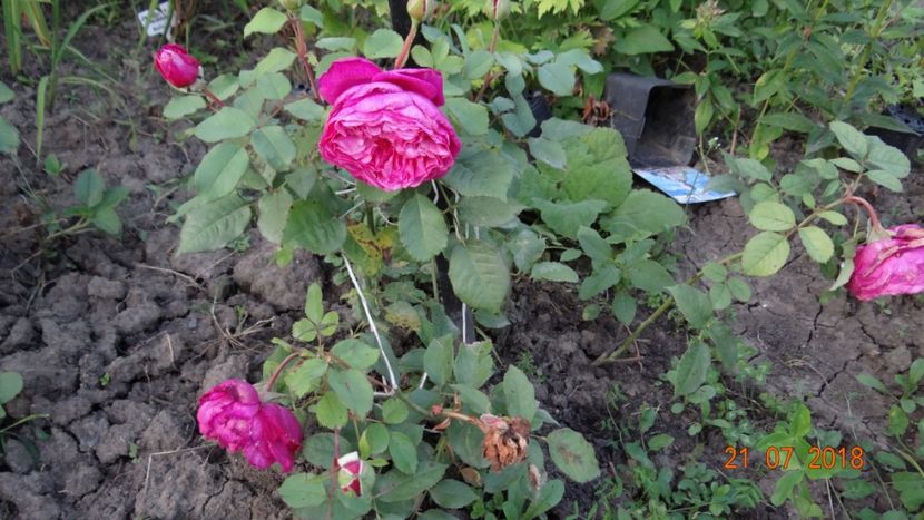 Ventilo - o altfel de vara