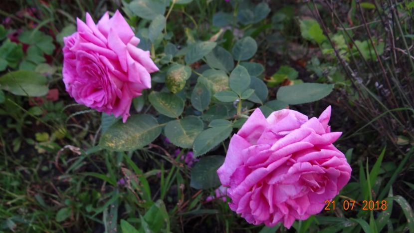 Chartreuse de Parma - o altfel de vara