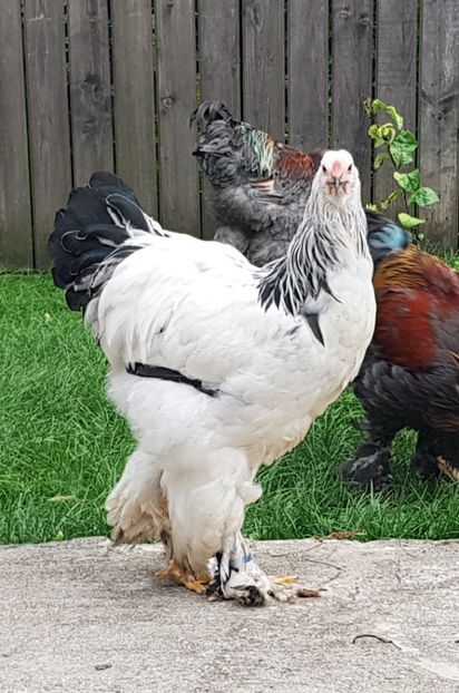  - a__Pui si tineret brahma 2018