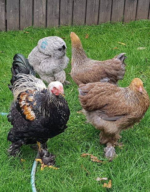  - a__Pui si tineret brahma 2018