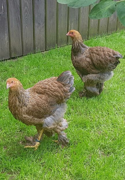  - a__Pui si tineret brahma 2018