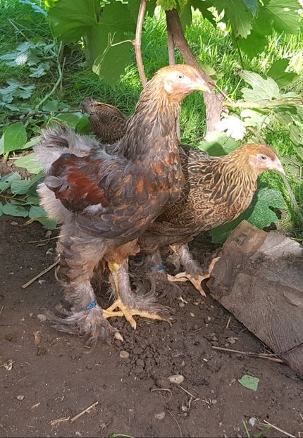 Seria IV - a__Pui si tineret brahma 2018