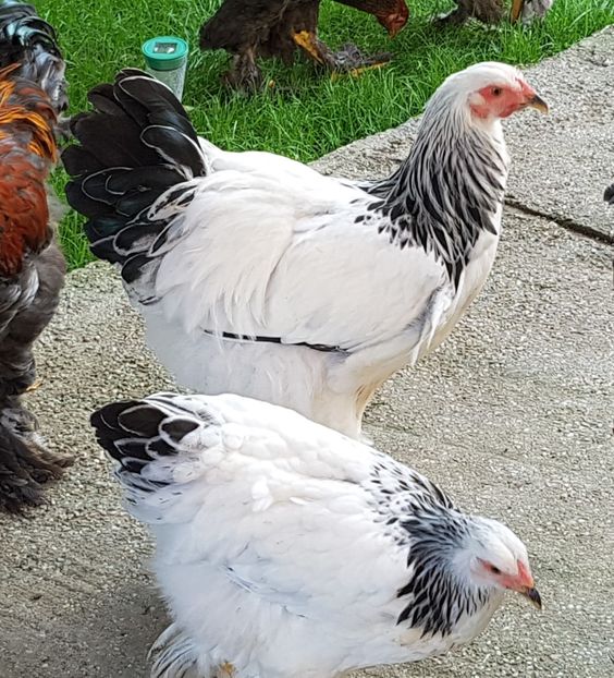  - a__Pui si tineret brahma 2018