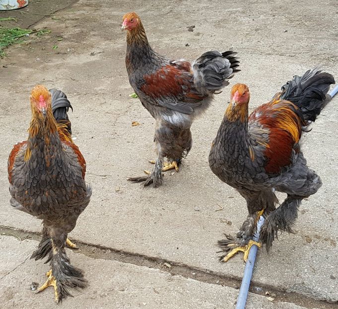  - a__Pui si tineret brahma 2018