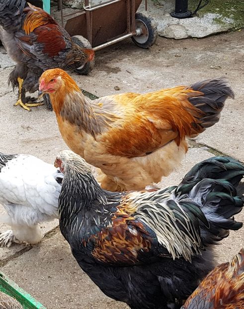  - a__Pui si tineret brahma 2018