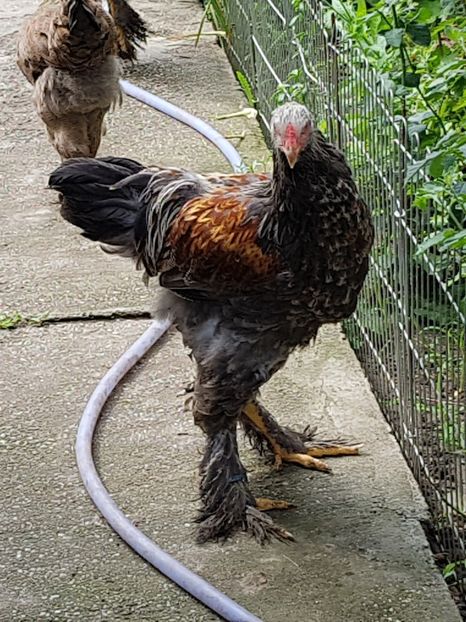  - a__Pui si tineret brahma 2018