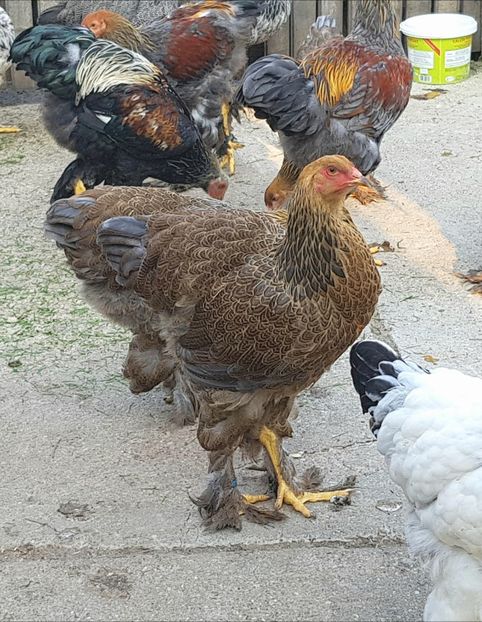  - a__Pui si tineret brahma 2018