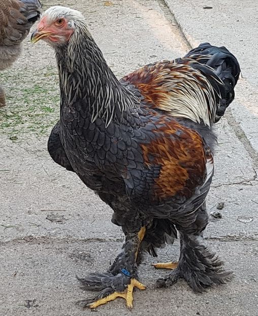  - a__Pui si tineret brahma 2018