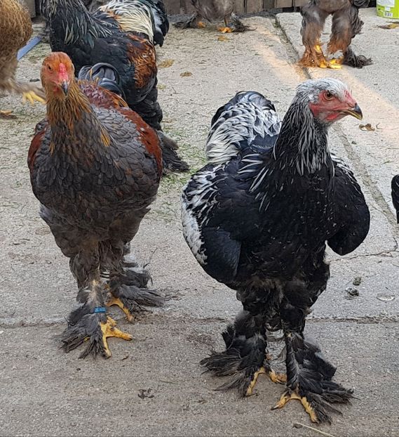  - a__Pui si tineret brahma 2018