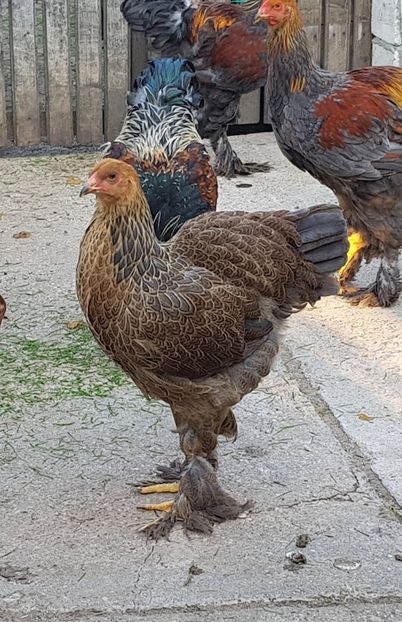  - a__Pui si tineret brahma 2018