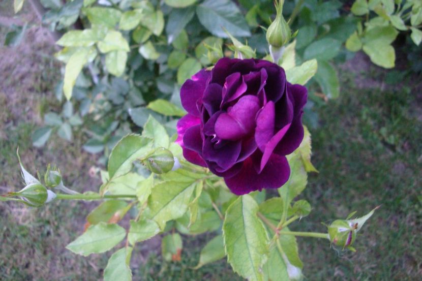  - Midnight Blue