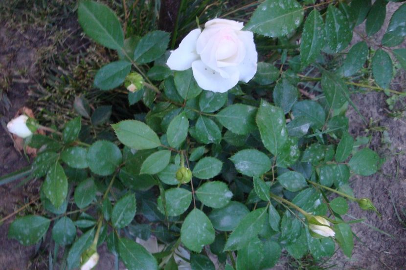  - Stephanie Baronin zu Guttenberg