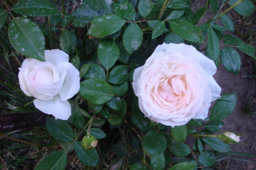  - Stephanie Baronin zu Guttenberg