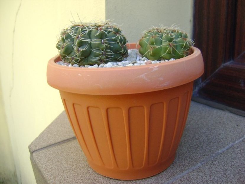 Gymnocalycium baldianum, 2 ex. - Cactusi 2018 Gymnocalycium