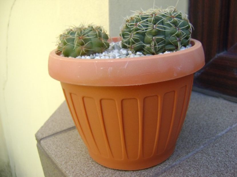 Gymnocalycium baldianum, 2 ex. - Cactusi 2018 Gymnocalycium