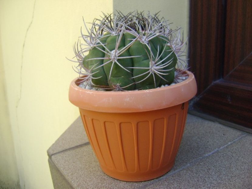 Gymnocalycium saglionis longispinus - Cactusi 2018 Gymnocalycium