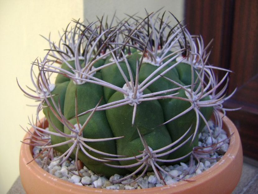 Gymnocalycium saglionis longispinus - Cactusi 2018 Gymnocalycium