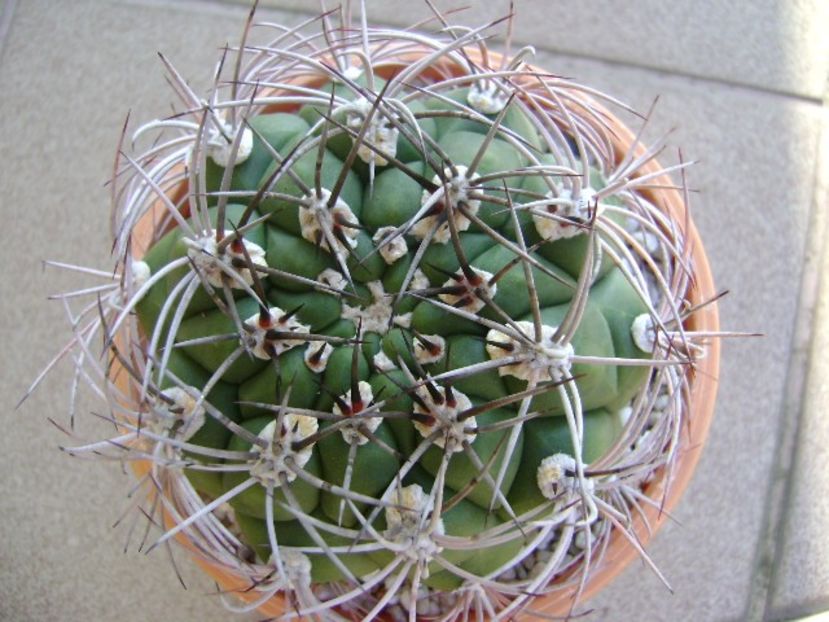 Gymnocalycium saglionis longispinus - Cactusi 2018 Gymnocalycium