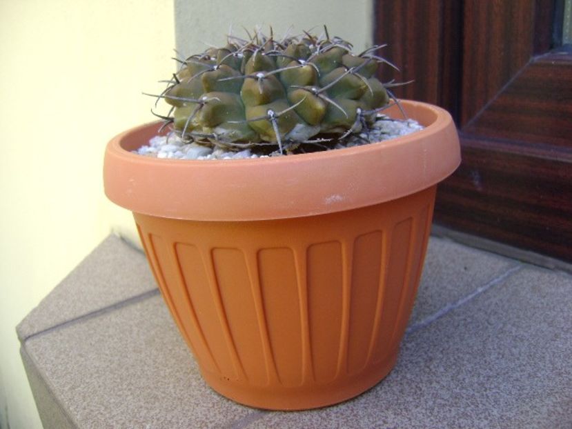 Gymnocalycium vatteri - Cactusi 2018 Gymnocalycium