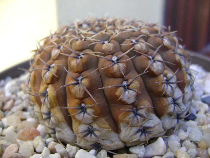 Gymnocalycium obductum - Cactusi 2018 Gymnocalycium