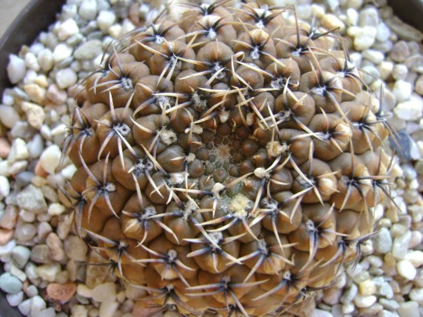 Gymnocalycium obductum - Cactusi 2018 Gymnocalycium