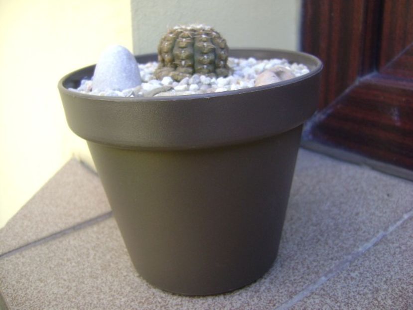 Gymnocacalycium ragonesei - Cactusi 2018 Gymnocalycium
