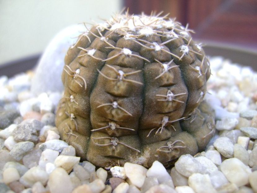 Gymnocacalycium ragonesei - Cactusi 2018 Gymnocalycium