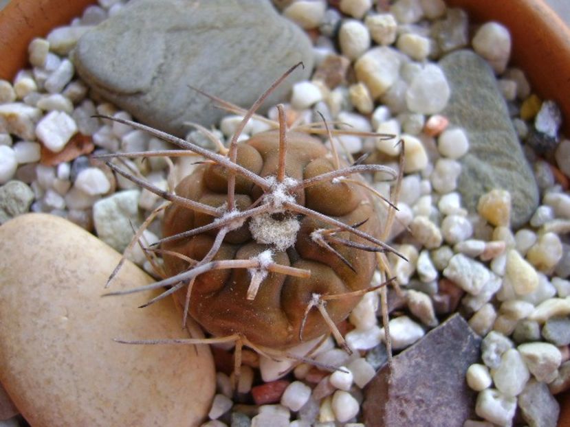Gymnocalycium spegazzinii v. sarkae, KP54, San Felipe, AG - Cactusi 2018 Gymnocalycium
