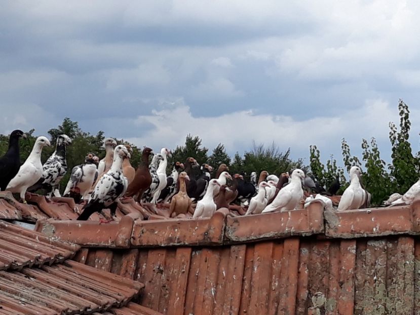  - CARIERI -VOIAJORI GERMANI DE VANZARE 2018