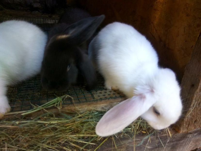  - 01 Cuib 12 06 2018a