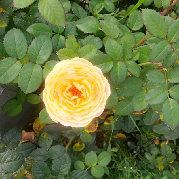  - gradina iulie 2018