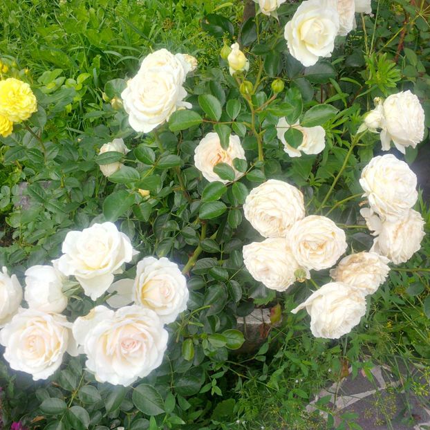 marton aron - gradina iulie 2018