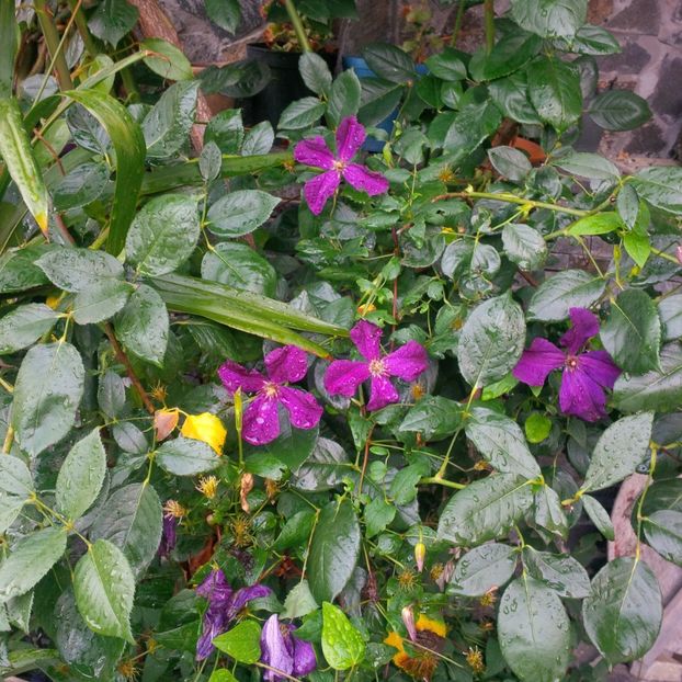  - gradina iulie 2018