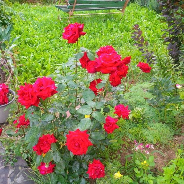  - gradina iulie 2018