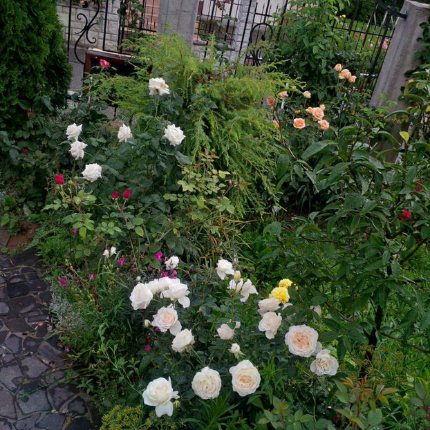  - gradina iulie 2018