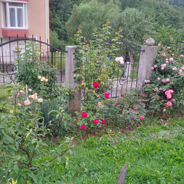  - gradina iulie 2018