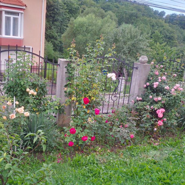  - gradina iulie 2018