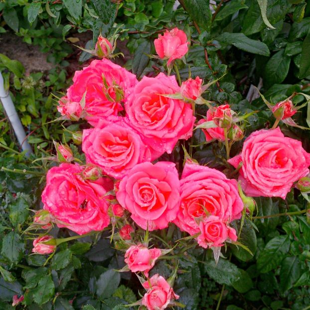  - gradina iulie 2018