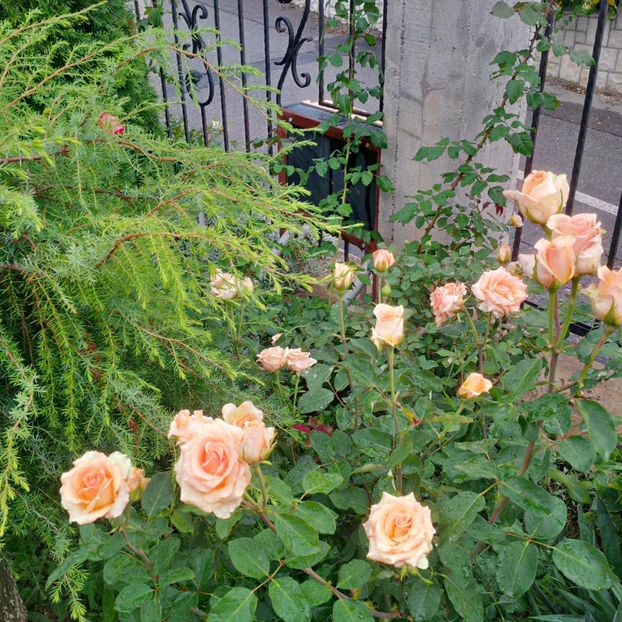 versilia - gradina iulie 2018