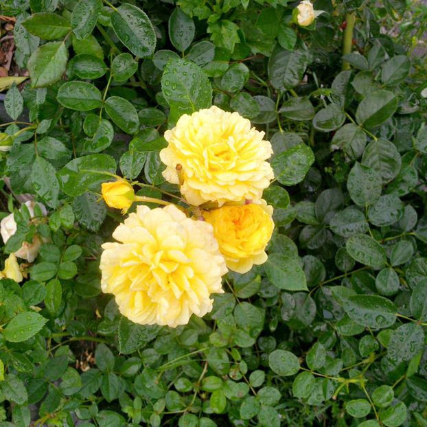  - gradina iulie 2018