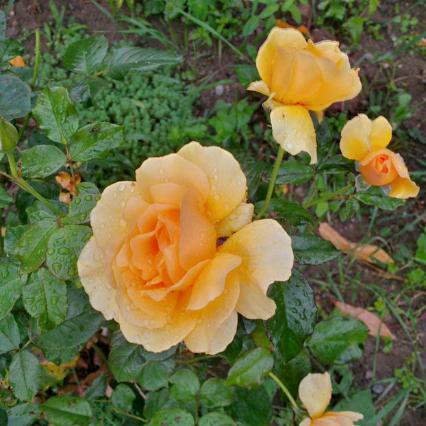  - gradina iulie 2018