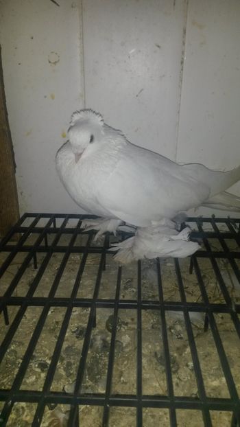  - 32-Nordcaucazieni pocnitori